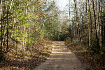 Fototapeta premium Dirt road in the woods during autumn