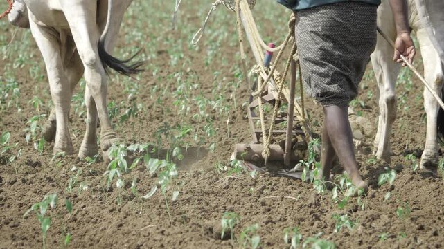Empowering Agriculture - The Ancient Art of Indian Buffalo Plowing