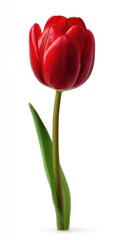 Vibrant Red Tulip with Dew Drops on White Background