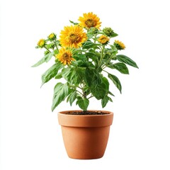 Vibrant Yellow Sunflowers in Terracotta Pot on White Background