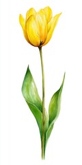 Vibrant Yellow Tulip Watercolor Painting