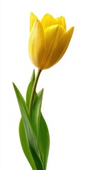 Vibrant Yellow Tulip with Dew Drops on White Background