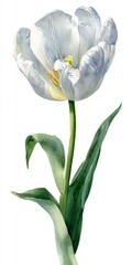 Watercolor Painting of a Light Gray Tulip with Green Leaves