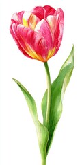 Obraz premium Watercolor Painting of a Pink and Yellow Tulip