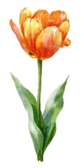 Watercolor Painting of a Single Orange Tulip