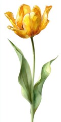 Watercolor Painting of a Single Yellow Tulip on White Background