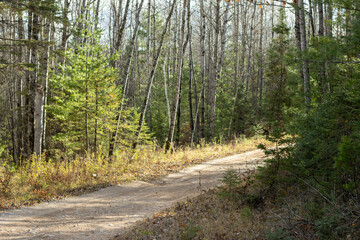 road in the woods