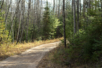 A dirt road in the forest during autumn with pine trees on a sunny day