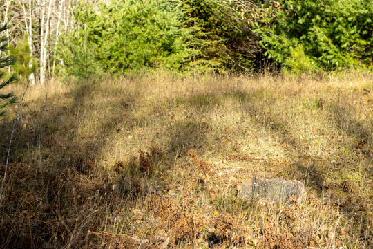 A grassy meadow with pine trees on a sunny afternoon in the fall - Powered by Adobe