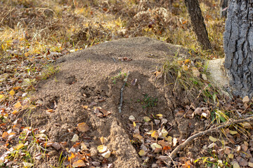 An anthill in a Michigan forest during autumn