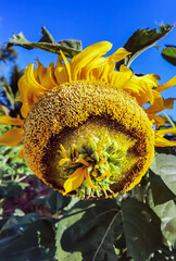 Fallen Helianthus annuus sunflower petals. Withered and dry sunflower in field. Head of Ripening cultivated sunflowers with large seeds. Beautiful ripe sunflower with huge seeds against blue sky.