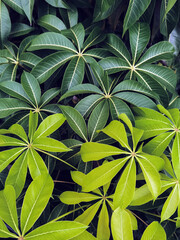 Two toned green leaves. Tropical leaves, green Malabar Chestnut or Pachira aquatica leaves, young and old leaves are charming and beautiful. Young old with rhythm of leaves growing from beginning.
