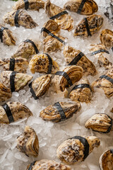 Fresh Oysters - Fresh Seafood Display - Seafood Restaurant in Dubai UAE