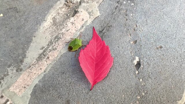 Green shield bug Palomena prasina, small beetle on concrete next to pink leaf. beetles, leaves. Stictocephala bisonia Hemiptera. high quality