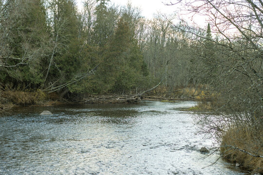 A reflective pool in a slow stream in the wetlands during autumn