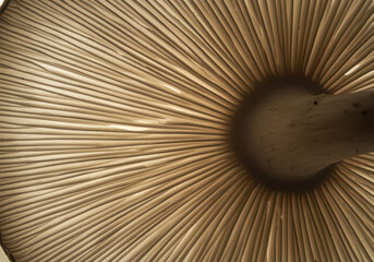 Obraz premium Close up view of mushroom gills displaying delicate radial patterns and natural textures in soft, earthy tones