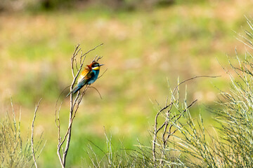 Colorful bird perched on a branch in a green landscape on a sunny day