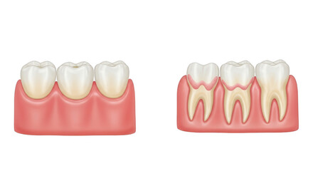 Dental anatomy model isolated on transparent background