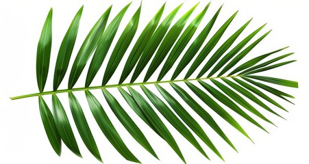 Obraz premium Isolate of a single palm frond against a clean white backdrop showcasing its vibrant green color and tropical aesthetic