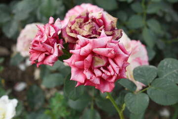 Beautiful red rose flower closeup in garden, A very beautiful red rose flower bloomed on the rose tree, Rose flower closeup, bloom flowers, Natural spring flower, Natural floral background,