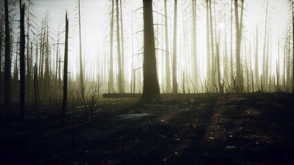 Obraz premium Tall, blackened tree trunks rise from the ground, enveloped in a soft mist. The sun casts a warm glow, illuminating the forest, hinting at life amid the remnants of past fires.