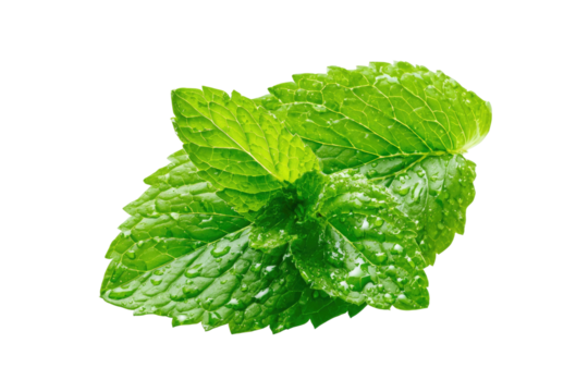 Fresh mint sprig with dew, isolated on black background
