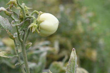 Green unripe Tomato, Green tomatoes plantation. Organic farming, young unripe tomato plant growth in greenhouse, Fresh green unripe tomatoes growing in the garden, Vegetable plantation with tomatoes