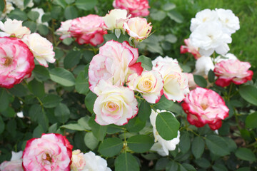 Beautiful pink white rose flower closeup in garden, A very beautiful pink white rose flower bloomed on the rose tree, Rose flower closeup, bloom flowers, Natural spring flower floral background