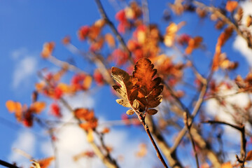 Close-up of rowan tree leaves in autumn colors under a bright blue sky with scattered clouds and soft background blur
