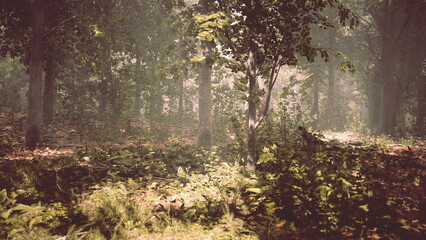 A peaceful forest scene shows sunlight gently streaming through lush green trees. The ground is covered in leaves and vibrant plants, creating a tranquil atmosphere in nature.