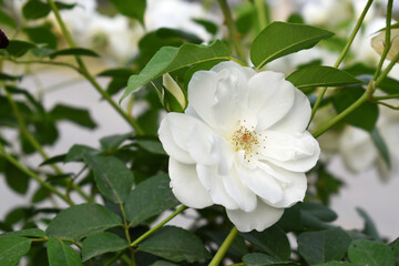 Beautiful white rose flower closeup in garden, A very beautiful white rose flower bloomed on the rose tree, Rose flower closeup, bloom flowers, Natural spring flower, Natural floral background,