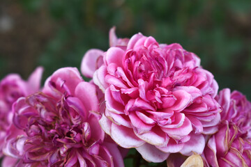 Beautiful pink rose flower closeup in garden, A very beautiful pink yellow rose flower bloomed on the rose tree, Rose flower closeup, bloom flowers, Natural spring flower floral background