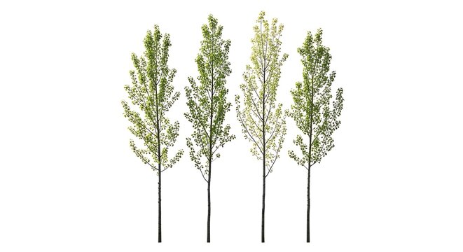 Four young aspen trees with fresh green leaves isolated on a white background for landscaping design - Powered by Adobe