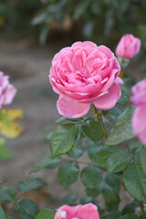 Beautiful pink rose flower closeup in garden, A very beautiful pink yellow rose flower bloomed on the rose tree, Rose flower closeup, bloom flowers, Natural spring flower floral background