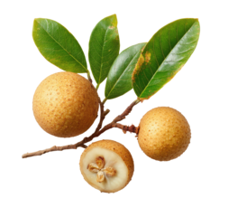 Fruit cluster three light brown berries and green leaves