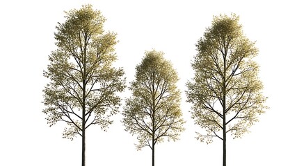Three birch trees with autumn foliage isolated on white for landscaping and architectural visualizat
