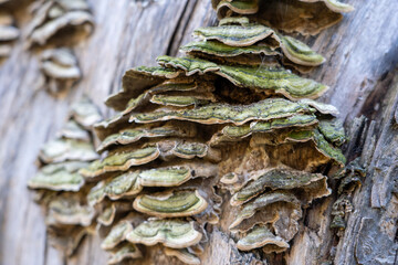 Close-Up of Shelf Fungi on Old Tree Trunk in the Woods
