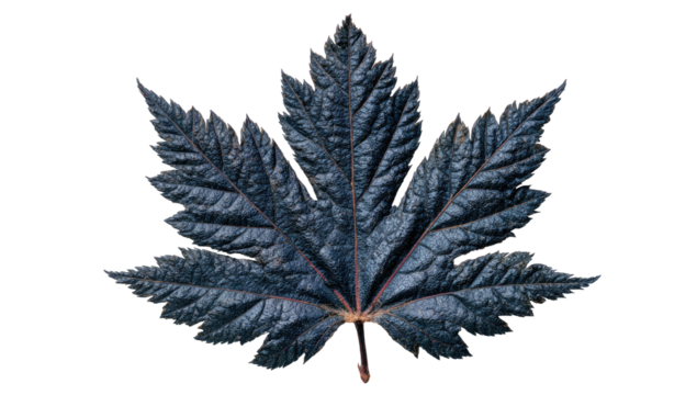 Intricate dark leaf with pointed edges, stark background