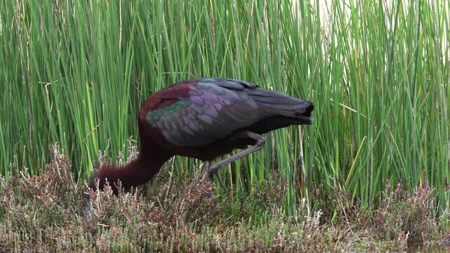 Glossy ibis // Brauner Sichler (Plegadis falcinellus)