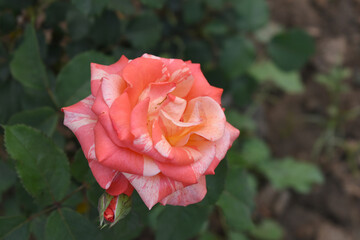 Beautiful pink rose flower closeup in garden, A very beautiful pink yellow rose flower bloomed on the rose tree, Rose flower closeup, bloom flowers, Natural spring flower floral background