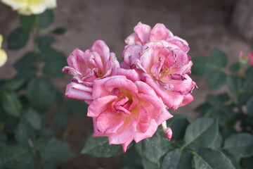 Beautiful pink rose flower closeup in garden, A very beautiful pink yellow rose flower bloomed on the rose tree, Rose flower closeup, bloom flowers, Natural spring flower floral background