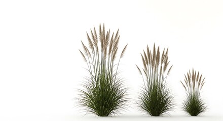 Ornamental grass plants isolated on white background landscaping elements for garden design