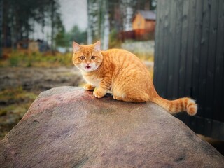 furious ginger tabby cat sitting on big rock near country house