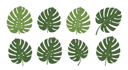 An array of stylized Monstera leaves in different shades of green, featuring their distinctive perforations and shapes, isolated on white.