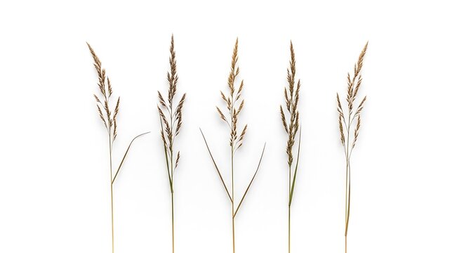 Five sprigs of dried grass isolated on a white background delicate and natural
