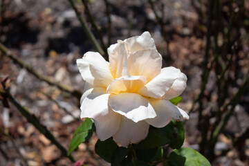 white rose flower in the garden