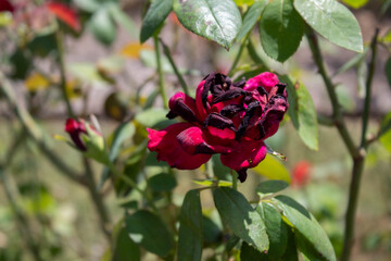 burnt red rose