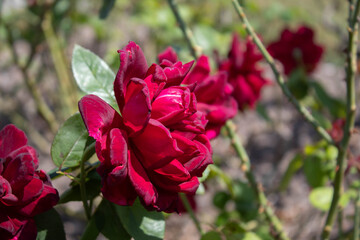 deep red rose 