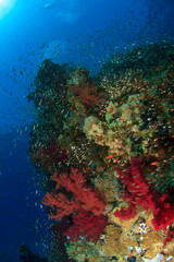 image of a part of the reef teeming with life and color at the bottom of the sea.