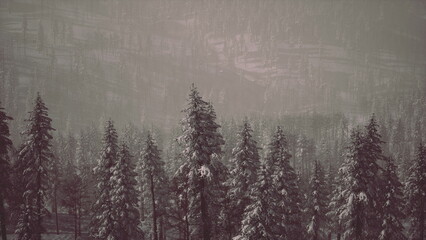 Fototapeta premium Tall evergreen trees blanket the forest in snow, creating a peaceful winter scene. A soft fog envelops the landscape, enhancing the serene atmosphere of the remote area.